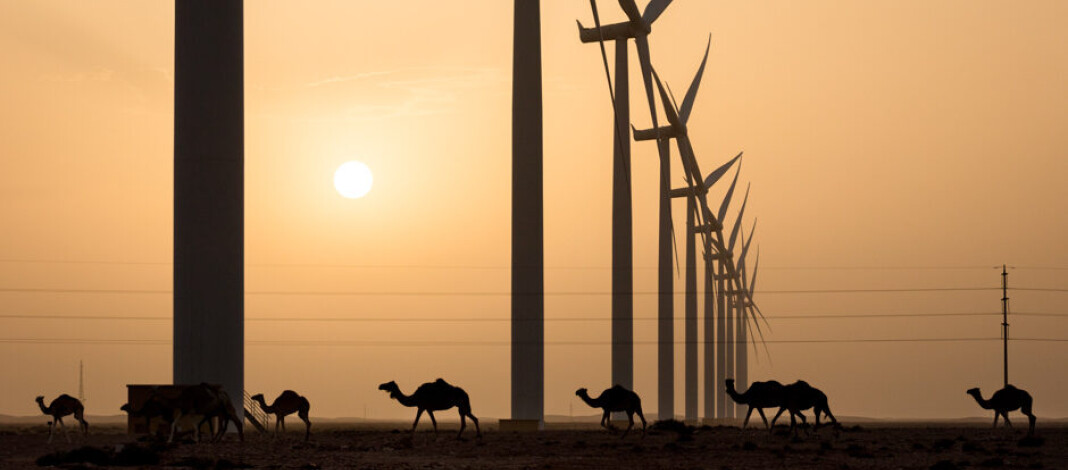 camels and wind mills